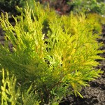 Tuja vakarinė (Thuja occidentalis)